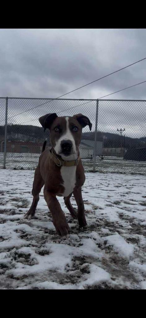 Enlarge Moose, a Adoptable mixed breed in New Kensington, PA image 1/6