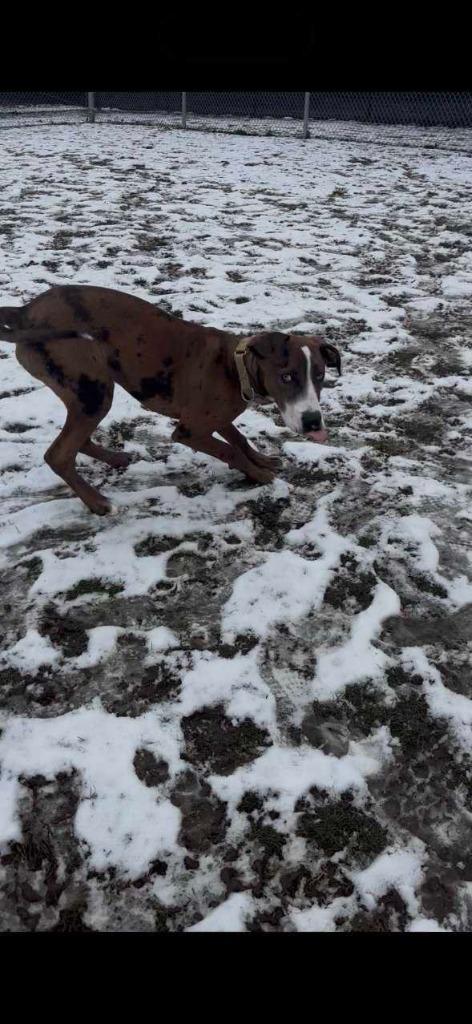 Enlarge Moose, a Adoptable mixed breed in New Kensington, PA image 3/6