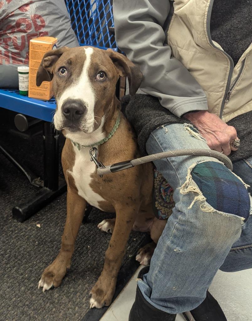 Enlarge Moose, a Adoptable mixed breed in New Kensington, PA image 4/6