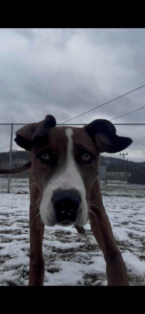 Enlarge Moose, a Adoptable mixed breed in New Kensington, PA image 5/6