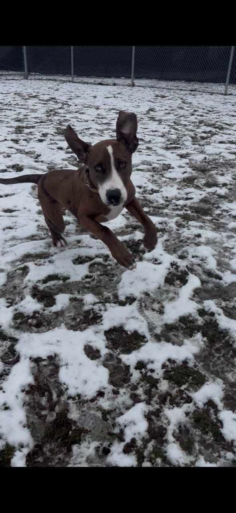 Enlarge Moose, a Adoptable mixed breed in New Kensington, PA image 6/6