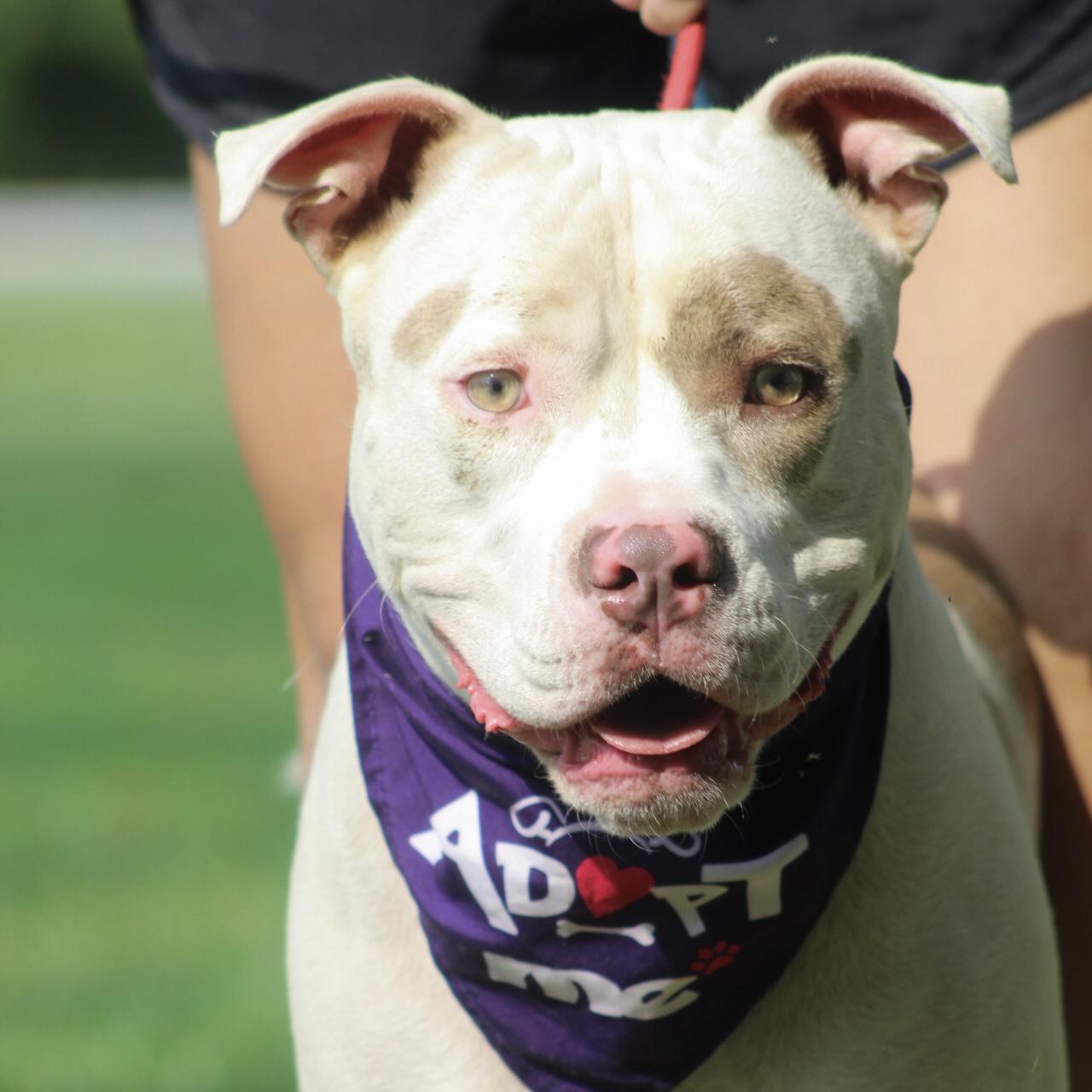 Norris, Adoptable, Adult Male American Bully.