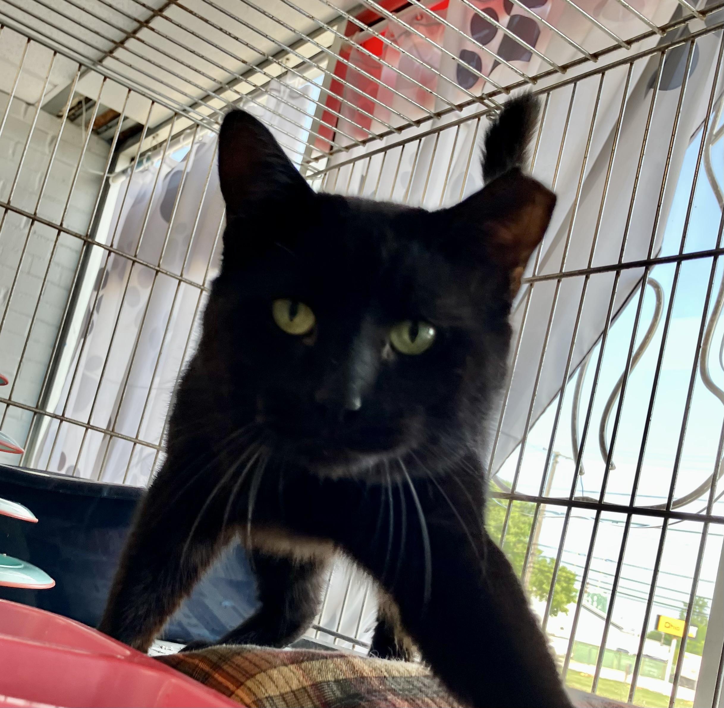 Boris, Adoptable, Young Male Domestic Short Hair.