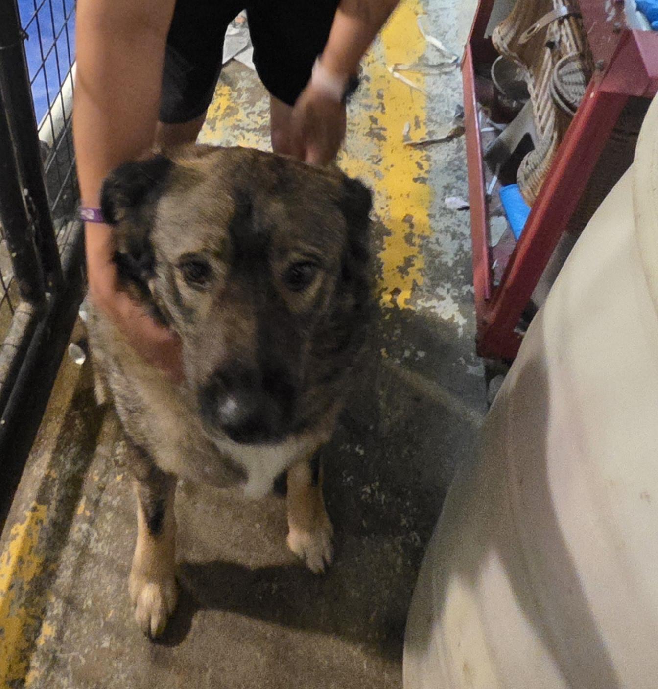 Mushu, an adoptable Norwegian Elkhound in Billings, MT, 59101 | Photo Image 1