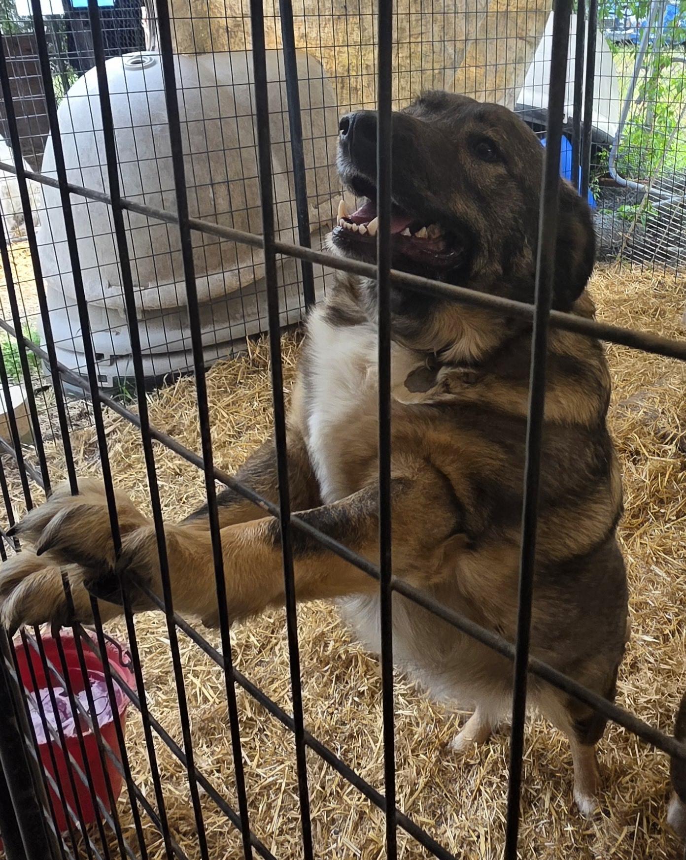 Mushu, an adoptable Norwegian Elkhound in Billings, MT, 59101 | Photo Image 2