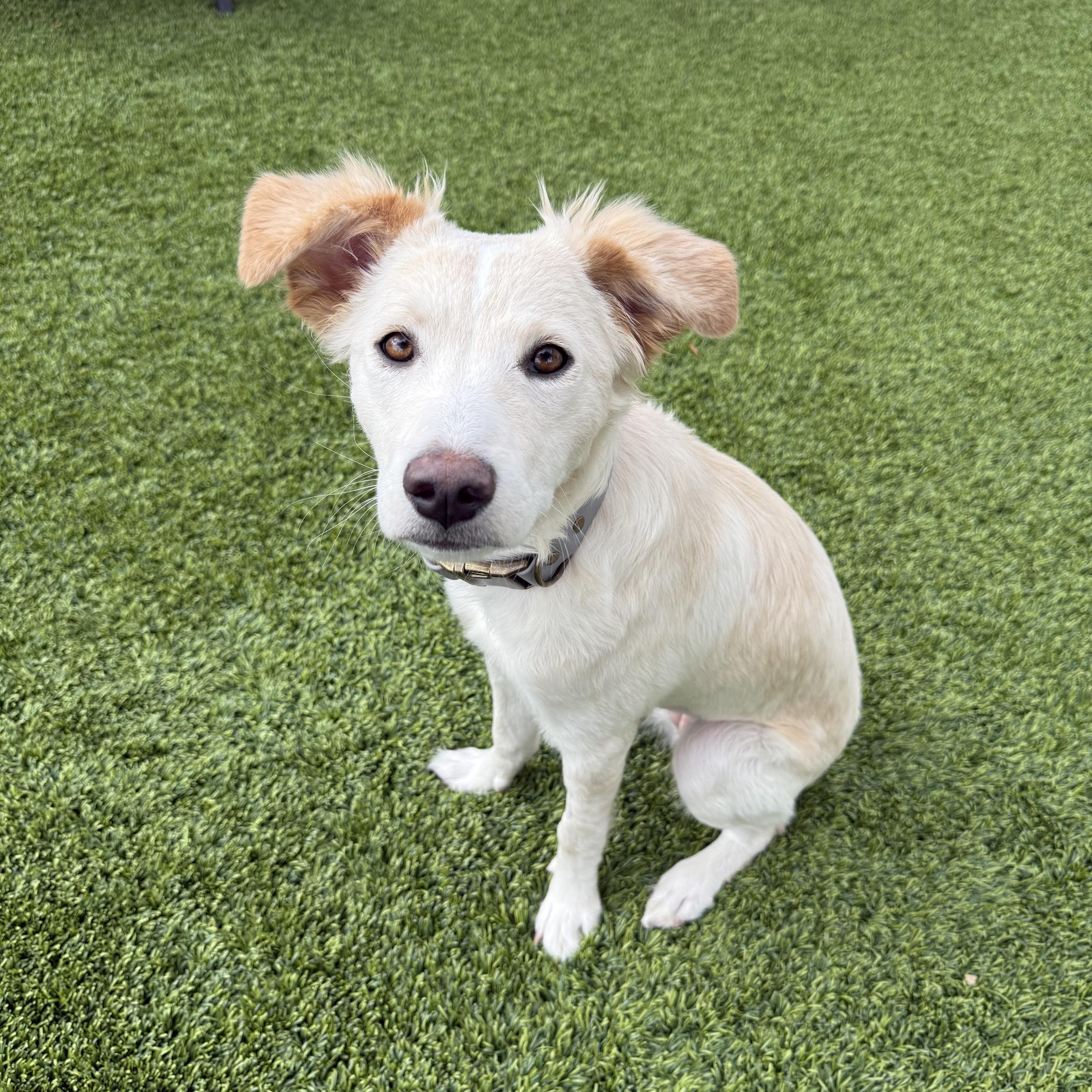 Skippy, Adoptable, Puppy Female Retriever.