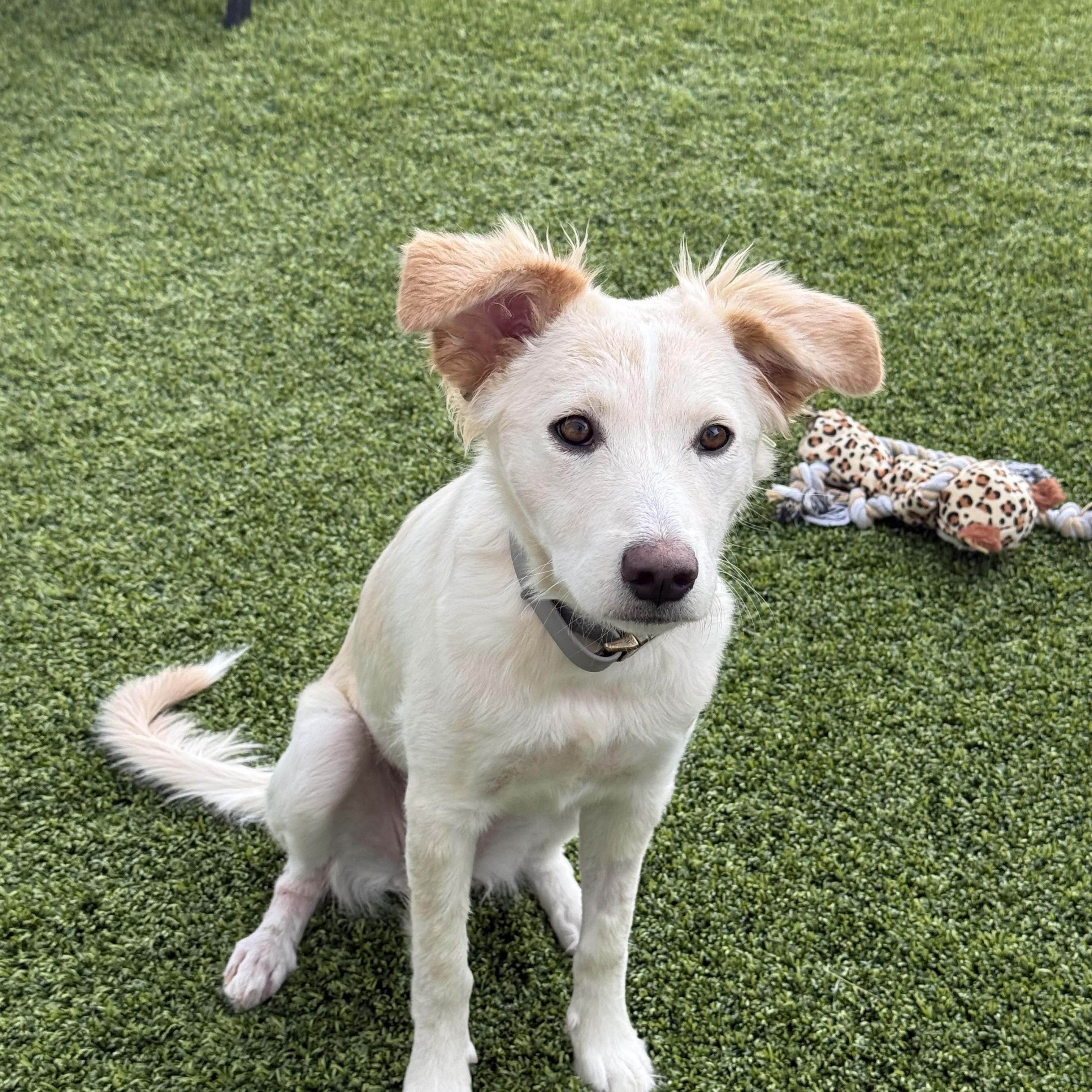 Enlarge Skippy, a Adoptable mixed breed in Henderson, NV image 2/3