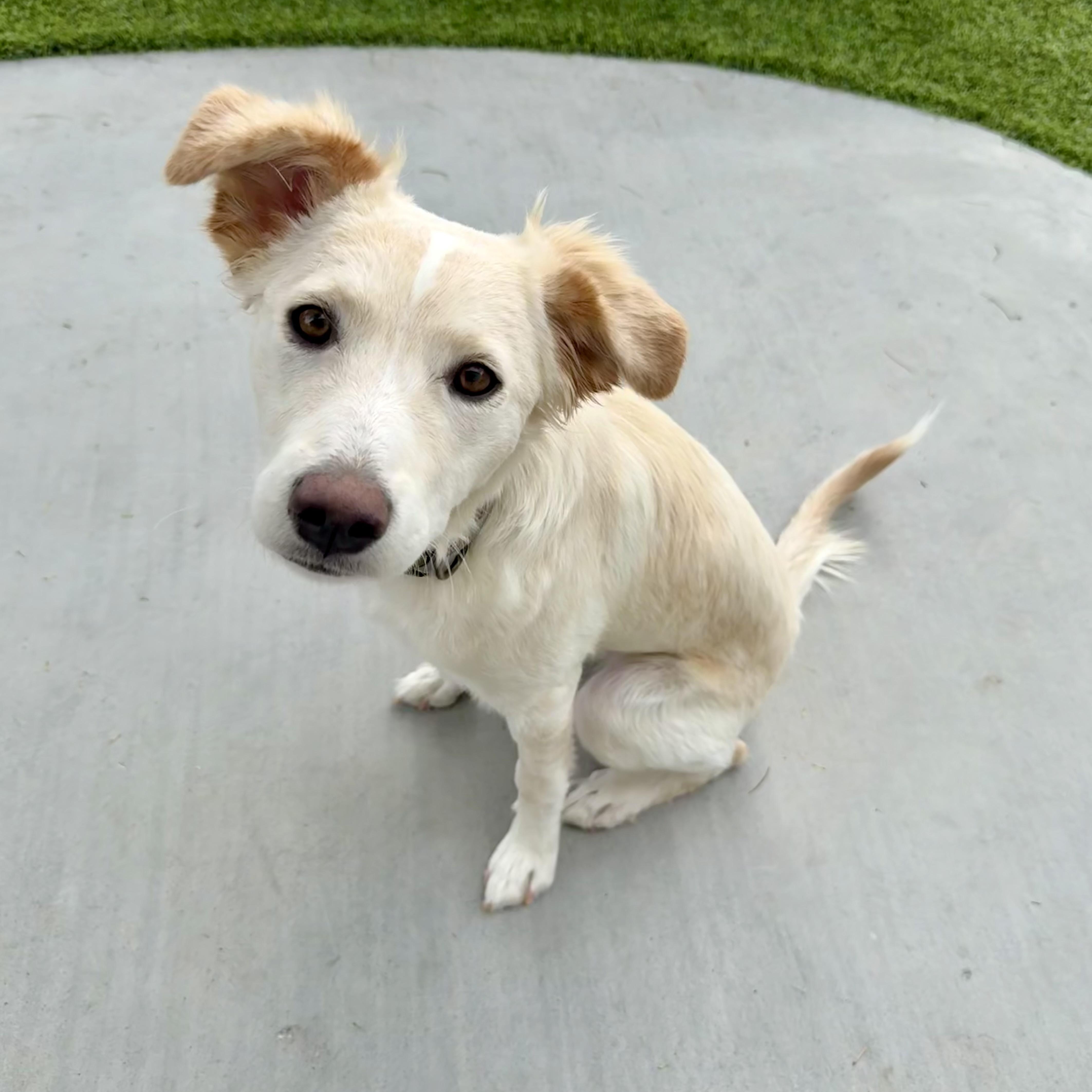 Enlarge Skippy, a Adoptable mixed breed in Henderson, NV image 3/3