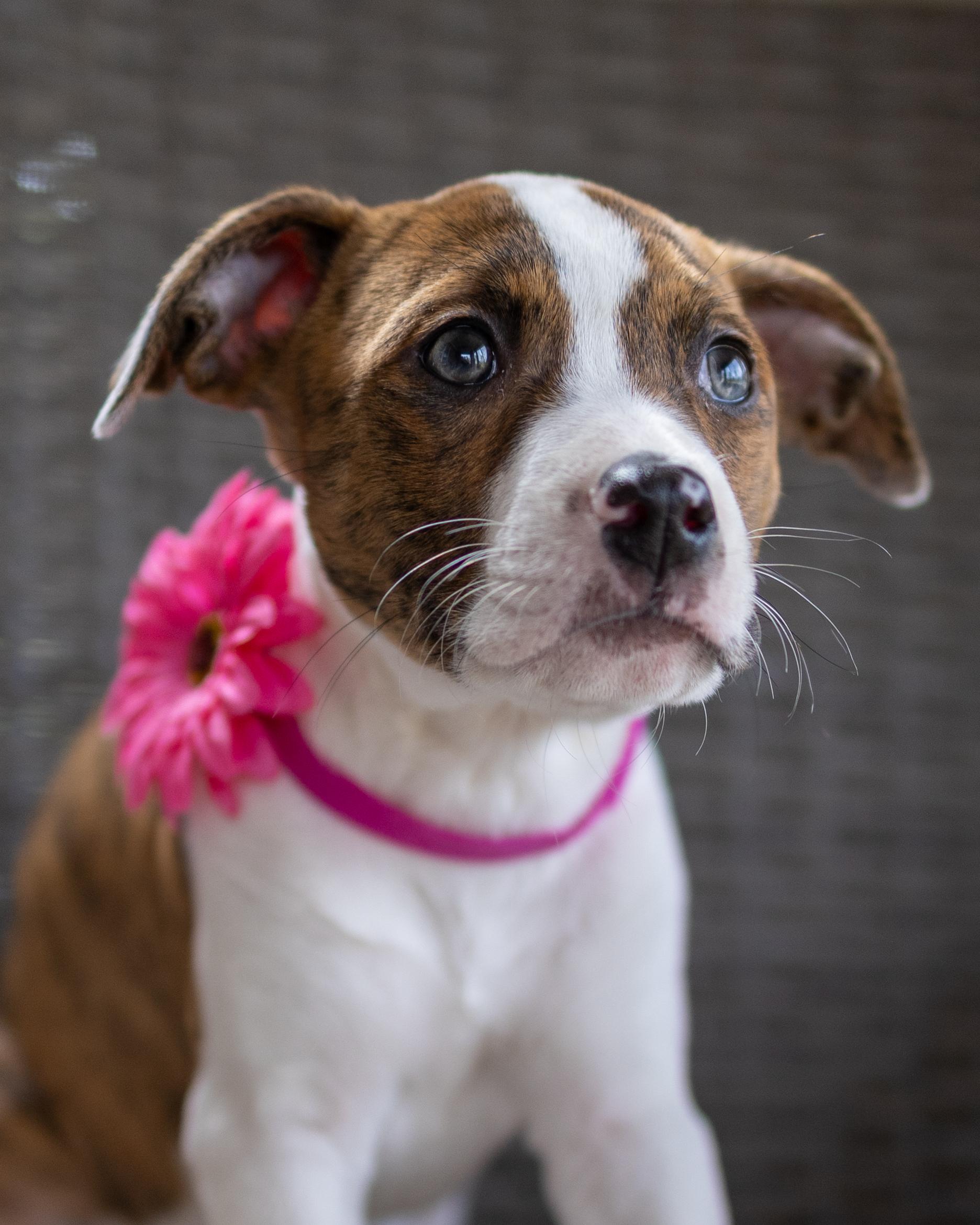 Enlarge Mariah, a Adoptable mixed breed in Nashua, NH image 2/5
