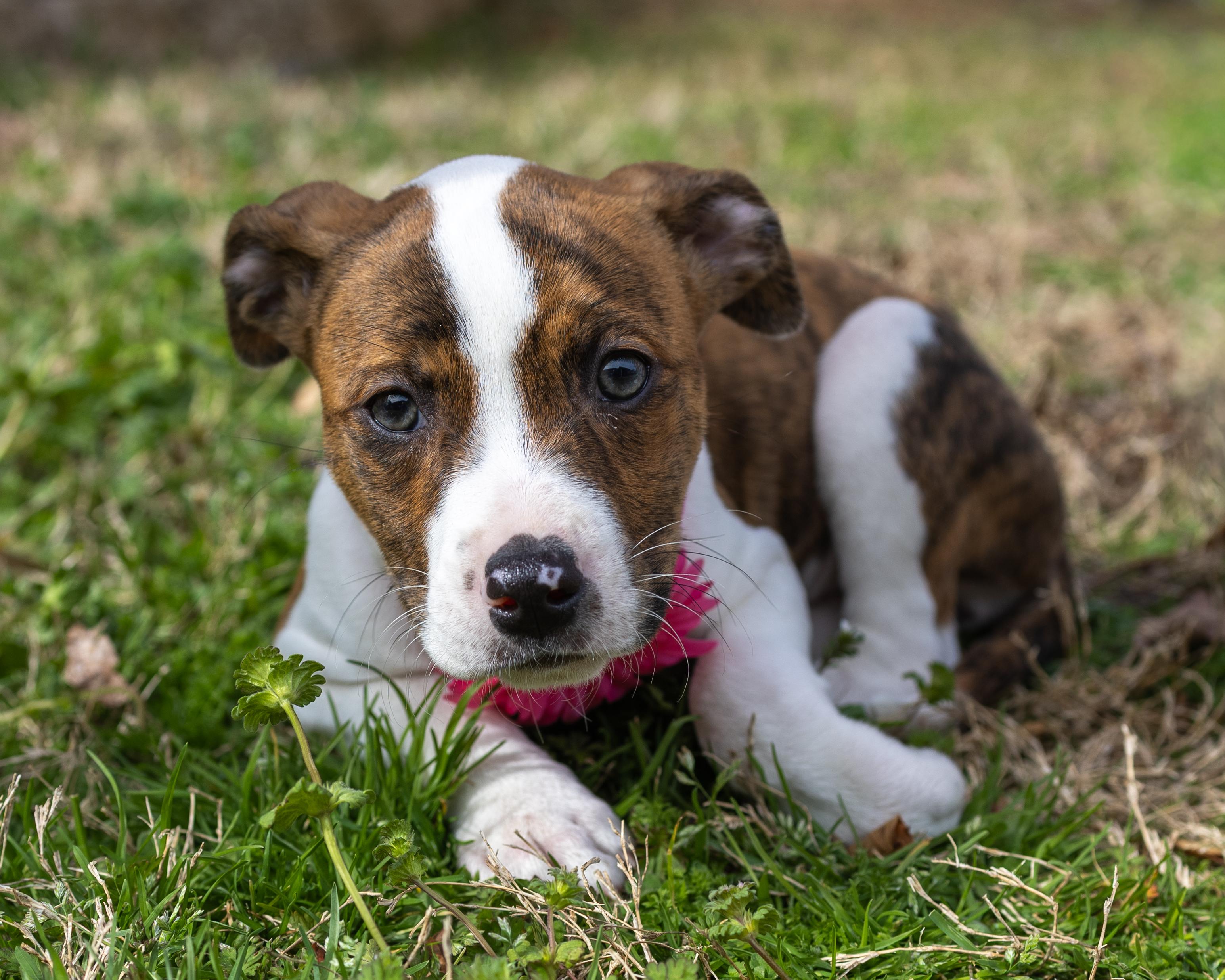 Enlarge Mariah, a Adoptable mixed breed in Nashua, NH image 4/5