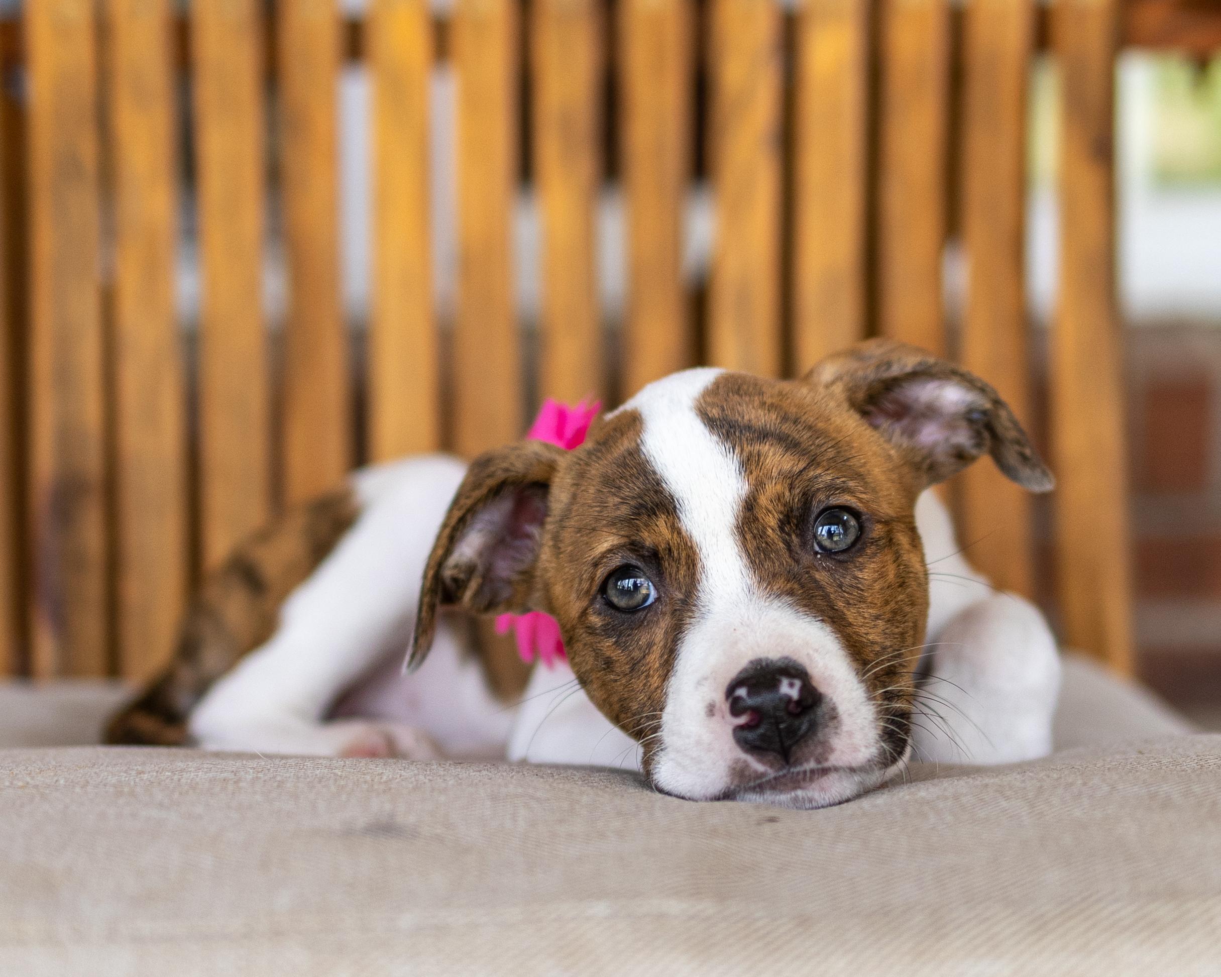Enlarge Mariah, a Adoptable mixed breed in Nashua, NH image 3/5