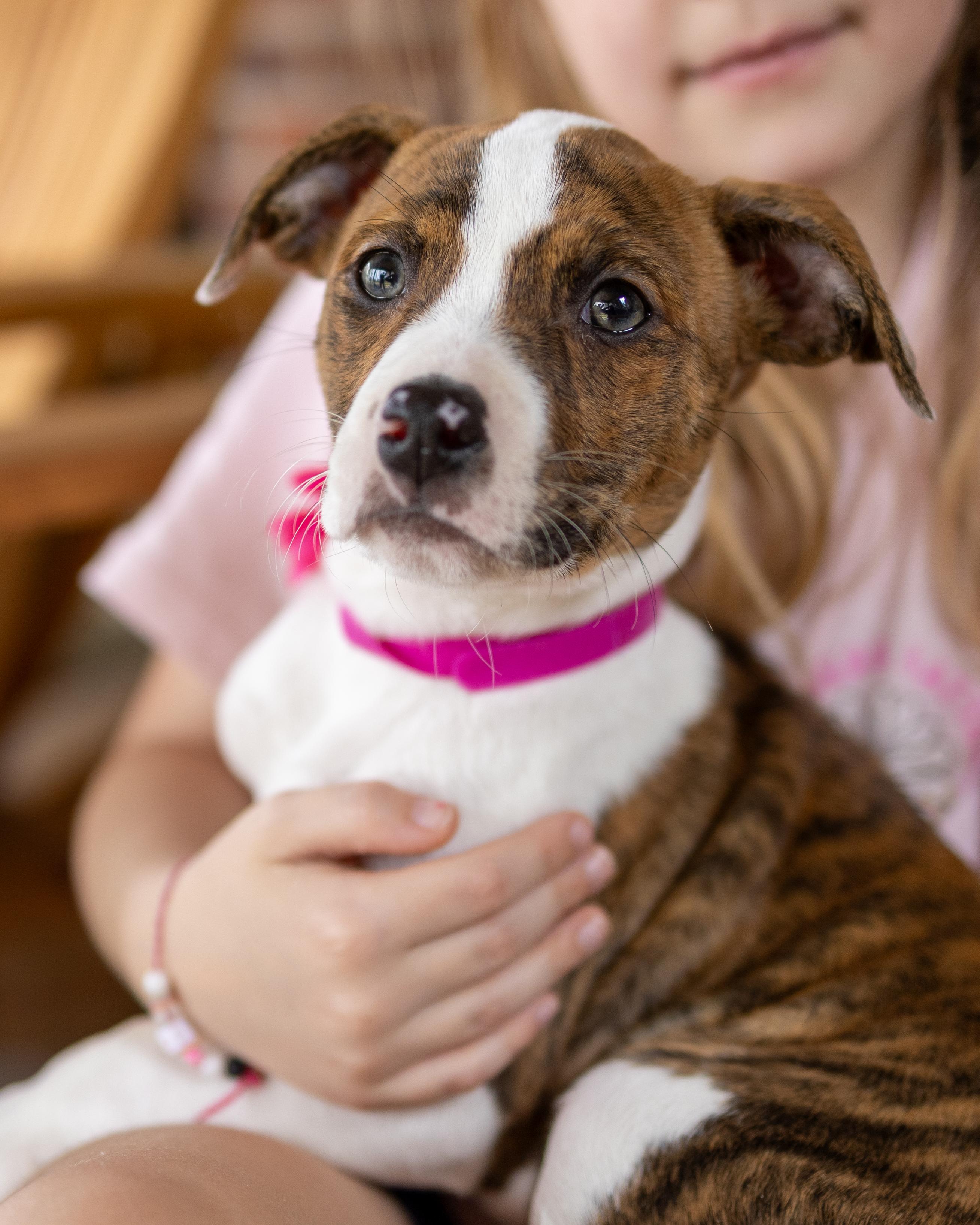 Enlarge Mariah, a Adoptable mixed breed in Nashua, NH image 5/5