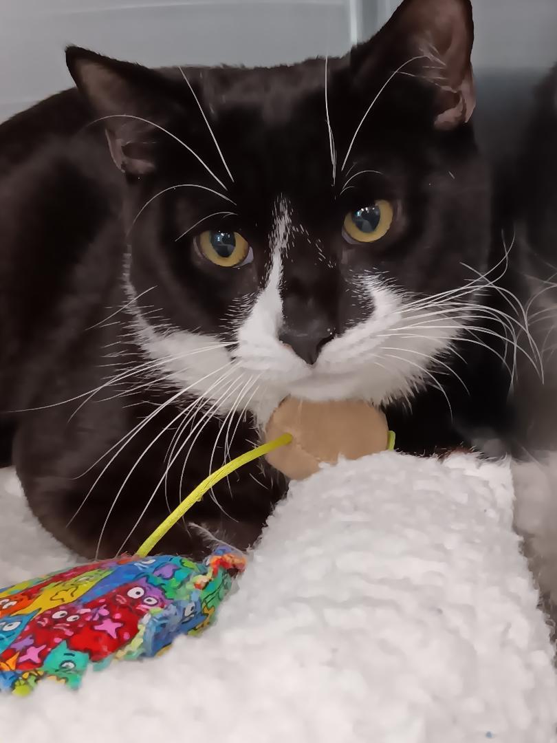 Gumbo, an adoptable Domestic Short Hair in Winthrop, ME, 04364 | Photo Image 1