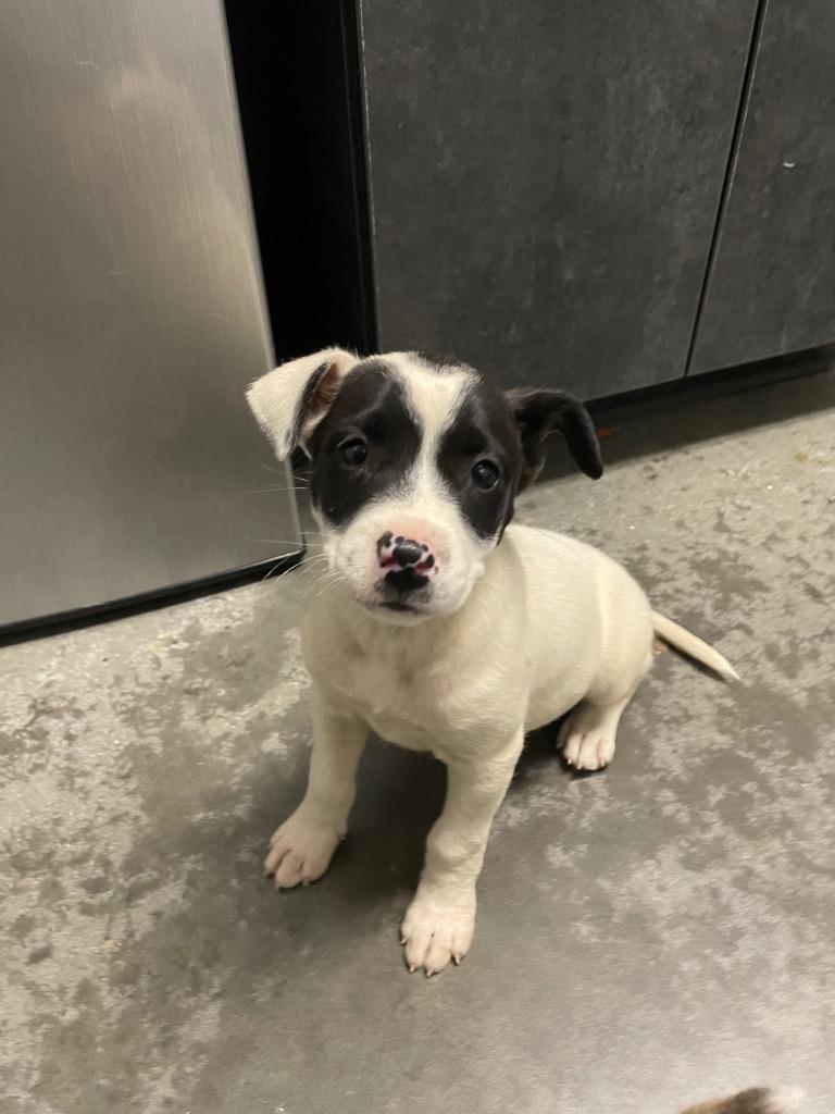 Newton Pup 3, Adoptable, Puppy Female Mixed Breed.