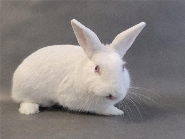 Enlarge FREDDY FAZBEAR, a Adoptable Bunny Rabbit in Los Angeles, CA image 1/1