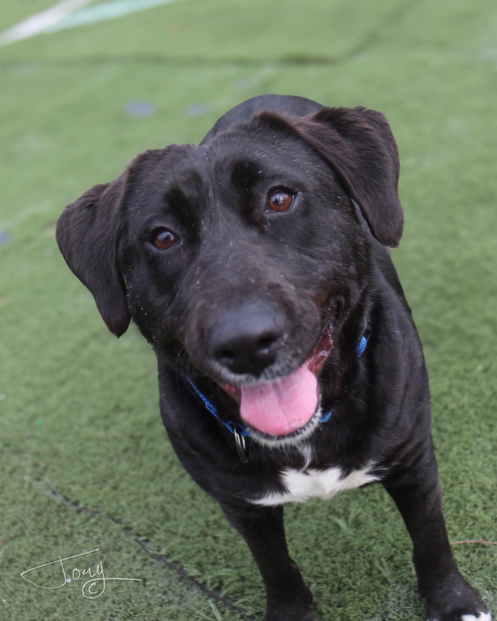 Mystery, Adoptable, Adult Female Mixed Breed.