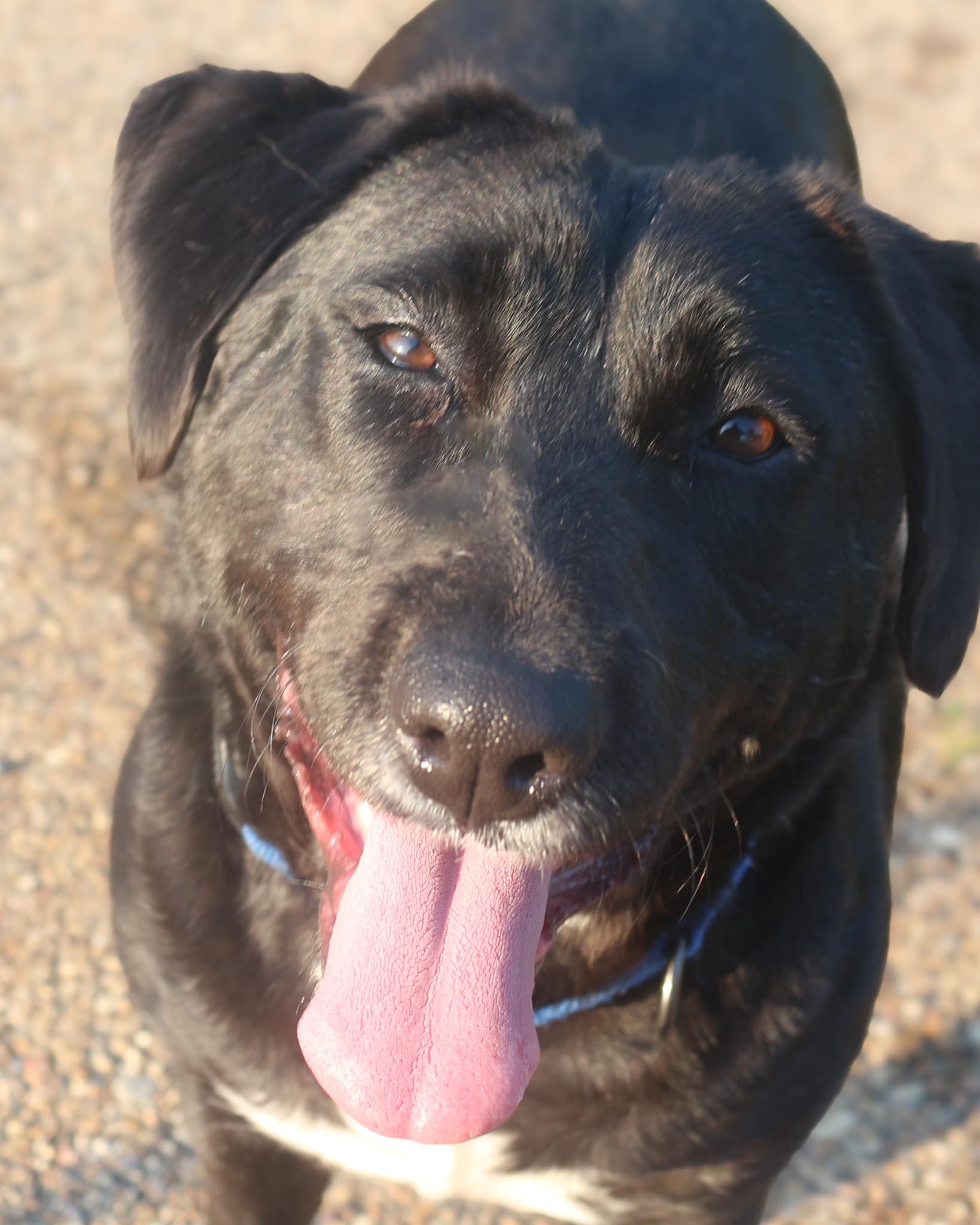 Mystery, a Adoptable Mixed Breed in Jackson, MS image 2/3