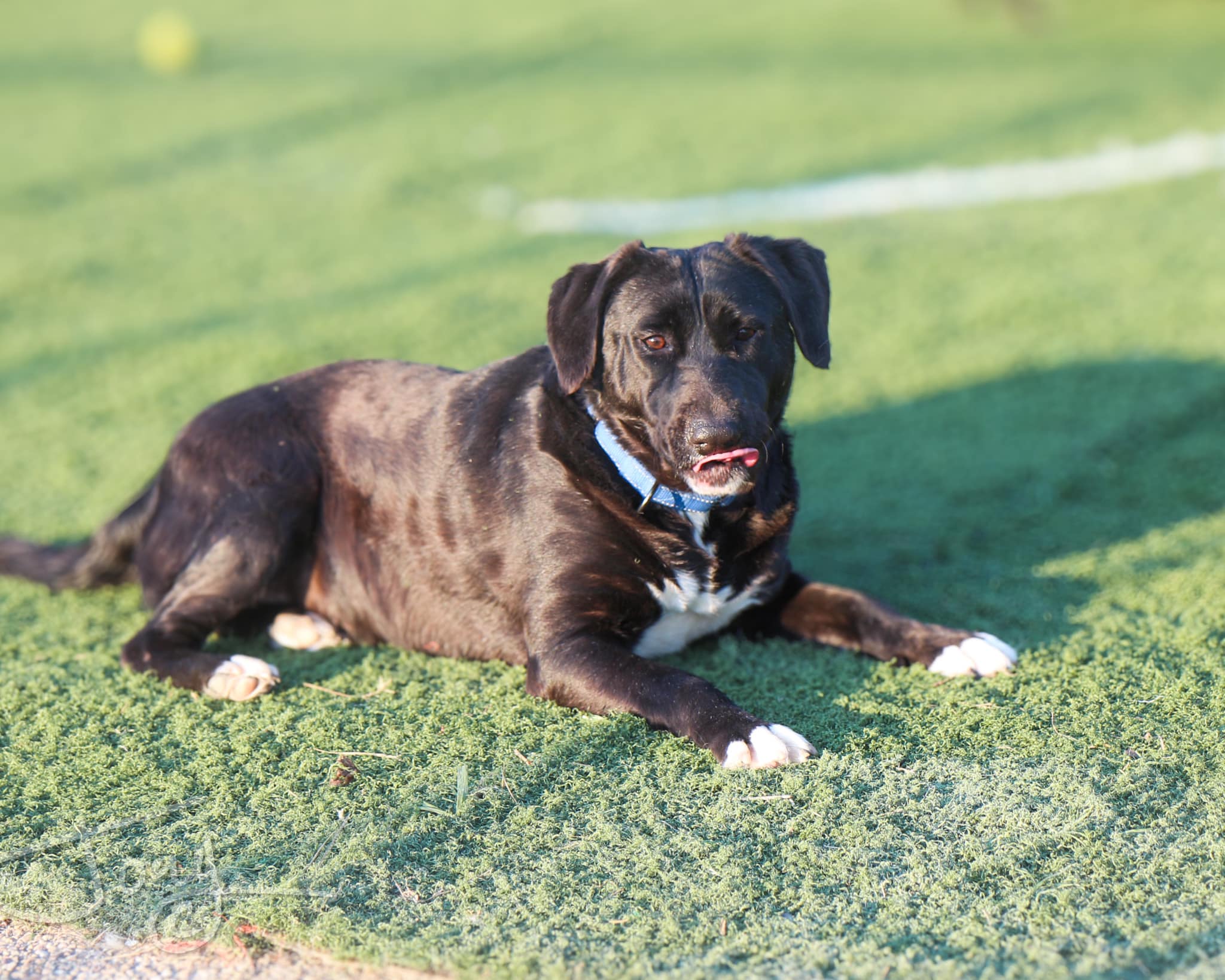 Mystery, a Adoptable Mixed Breed in Jackson, MS image 3/3