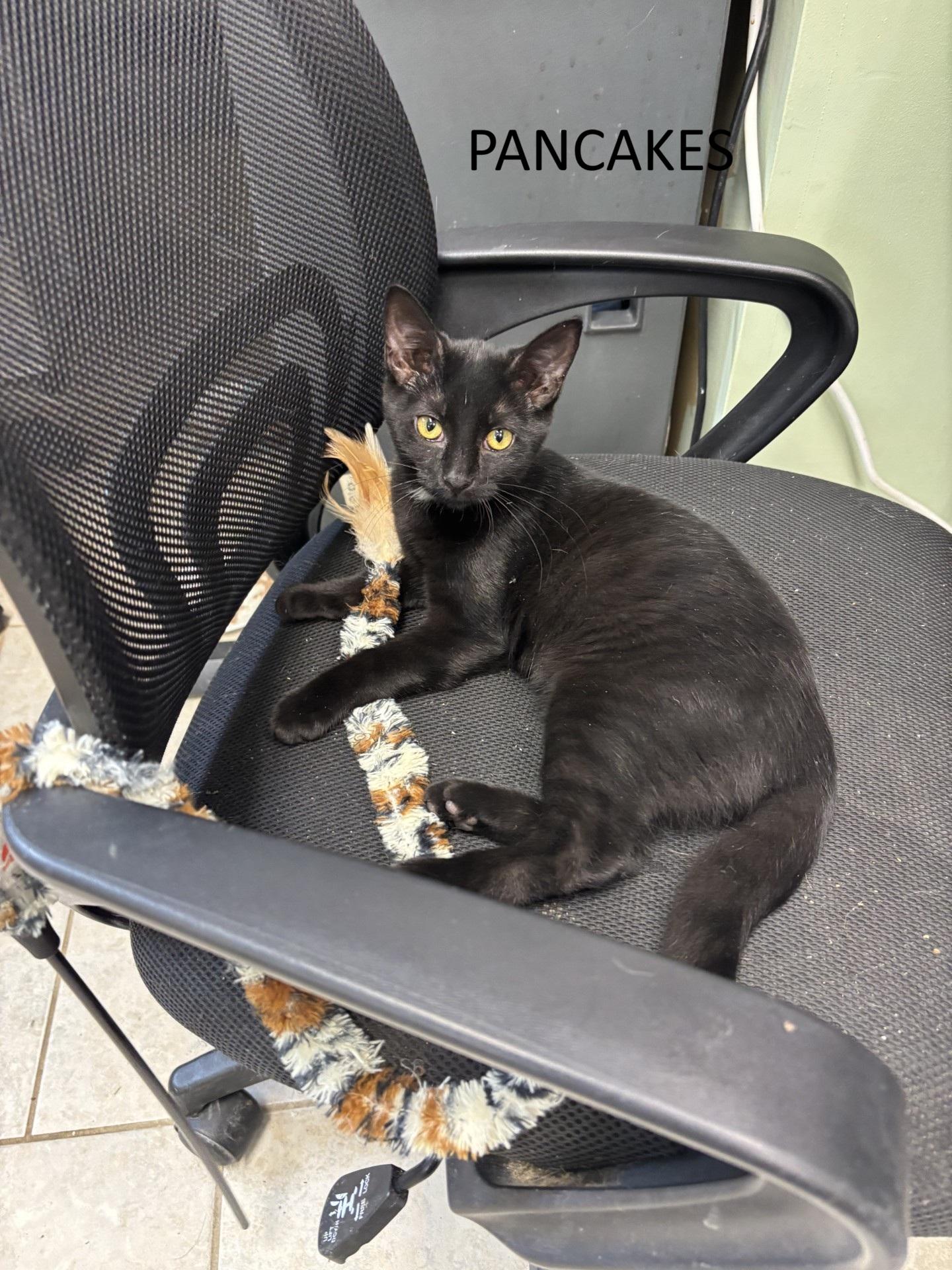 Enlarge Pancakes, a Adoptable Domestic Short Hair in Vernon, NJ image 1/2