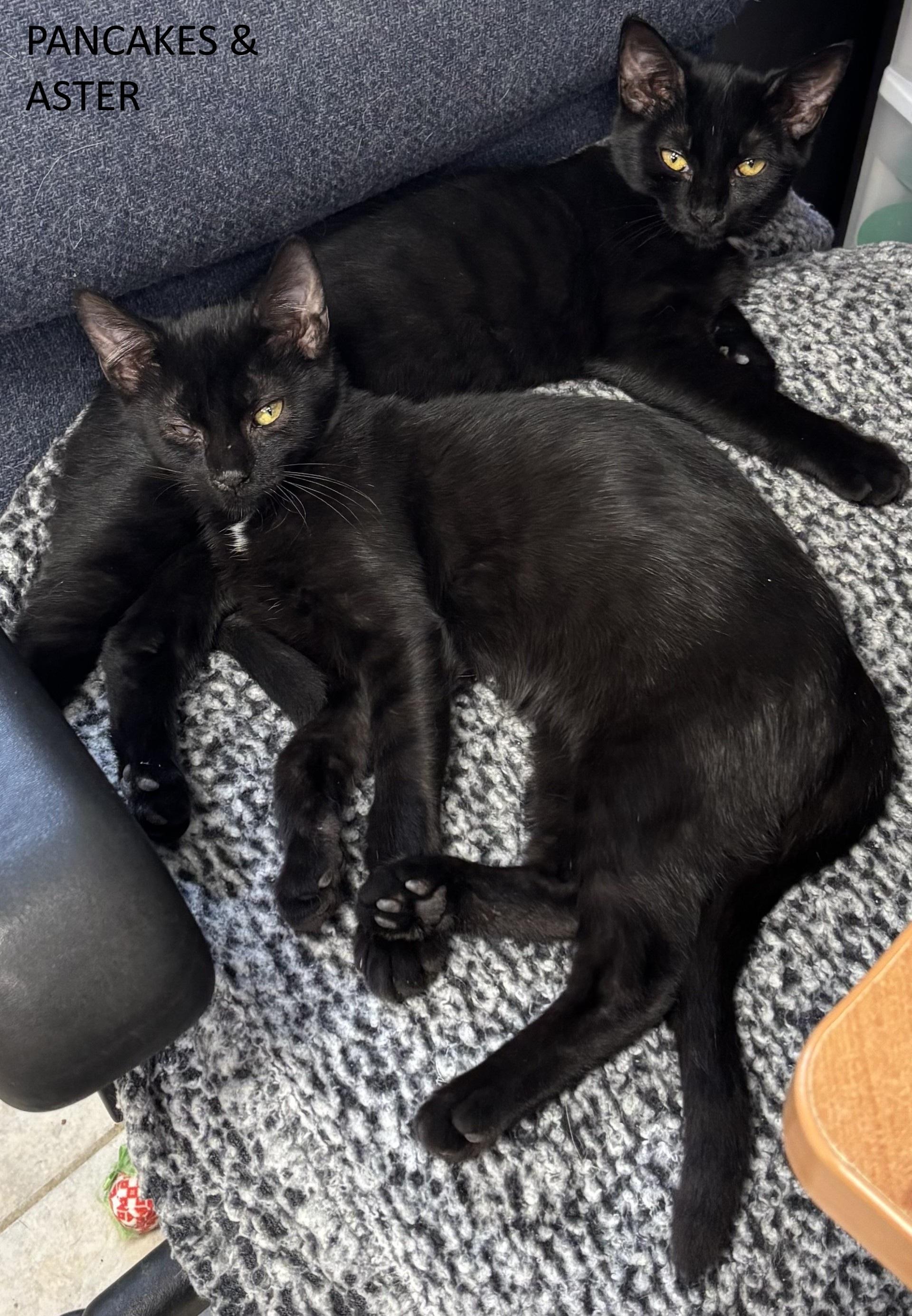 Enlarge Pancakes, a Adoptable Domestic Short Hair in Vernon, NJ image 2/2