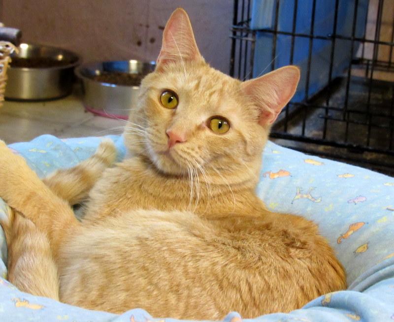 Enlarge Jacob, a Adoptable Tabby in Newport, WA image 2/6