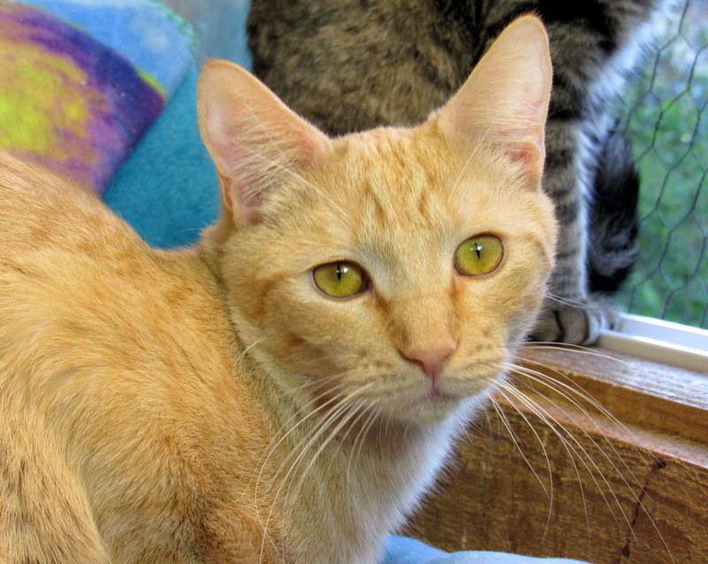 Enlarge Jacob, a Adoptable Tabby in Newport, WA image 1/6