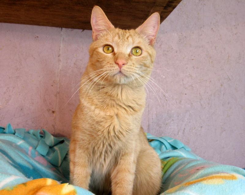 Enlarge Jacob, a Adoptable Tabby in Newport, WA image 3/6