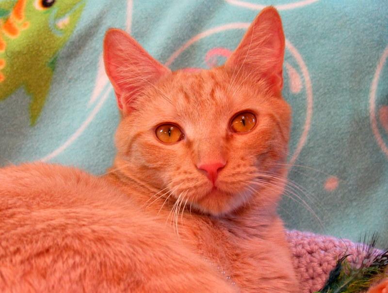 Enlarge Jacob, a Adoptable Tabby in Newport, WA image 4/6