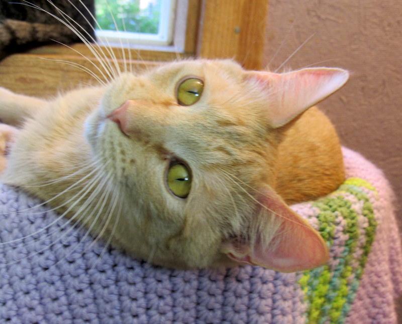 Enlarge Jacob, a Adoptable Tabby in Newport, WA image 5/6