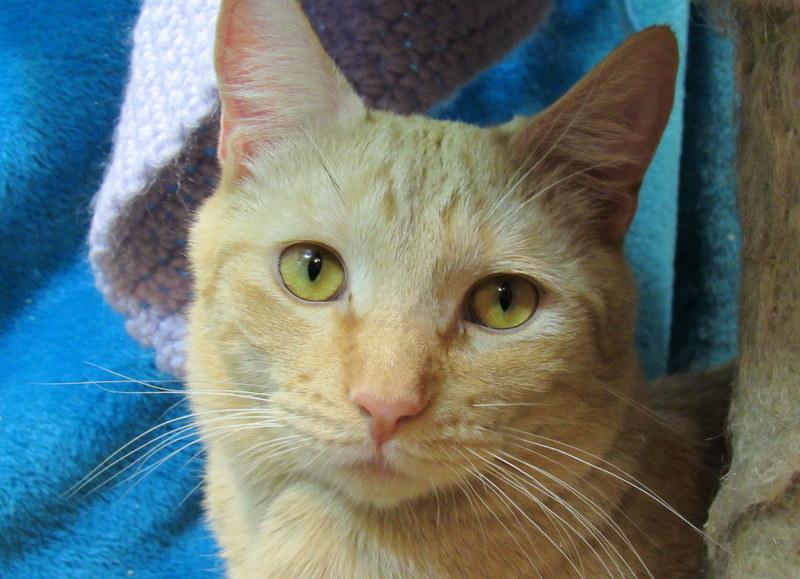 Enlarge Jacob, a Adoptable Tabby in Newport, WA image 6/6