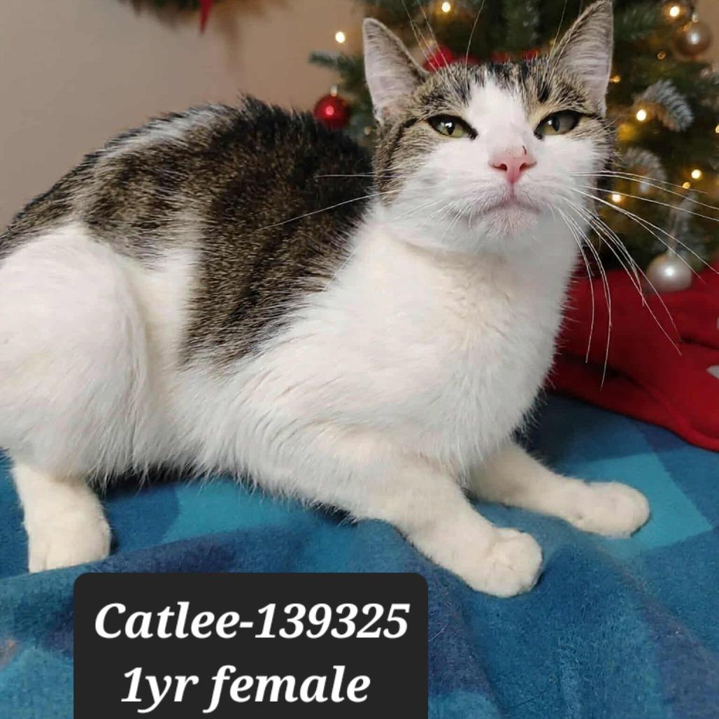 Enlarge Catlee, a Adoptable Domestic Short Hair in New Tazewell, TN image 1/1