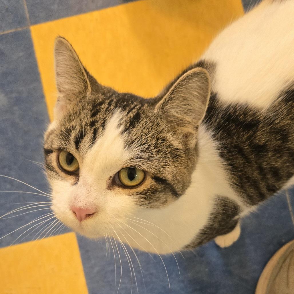 Scotty, Adoptable, Adult Male Domestic Short Hair.