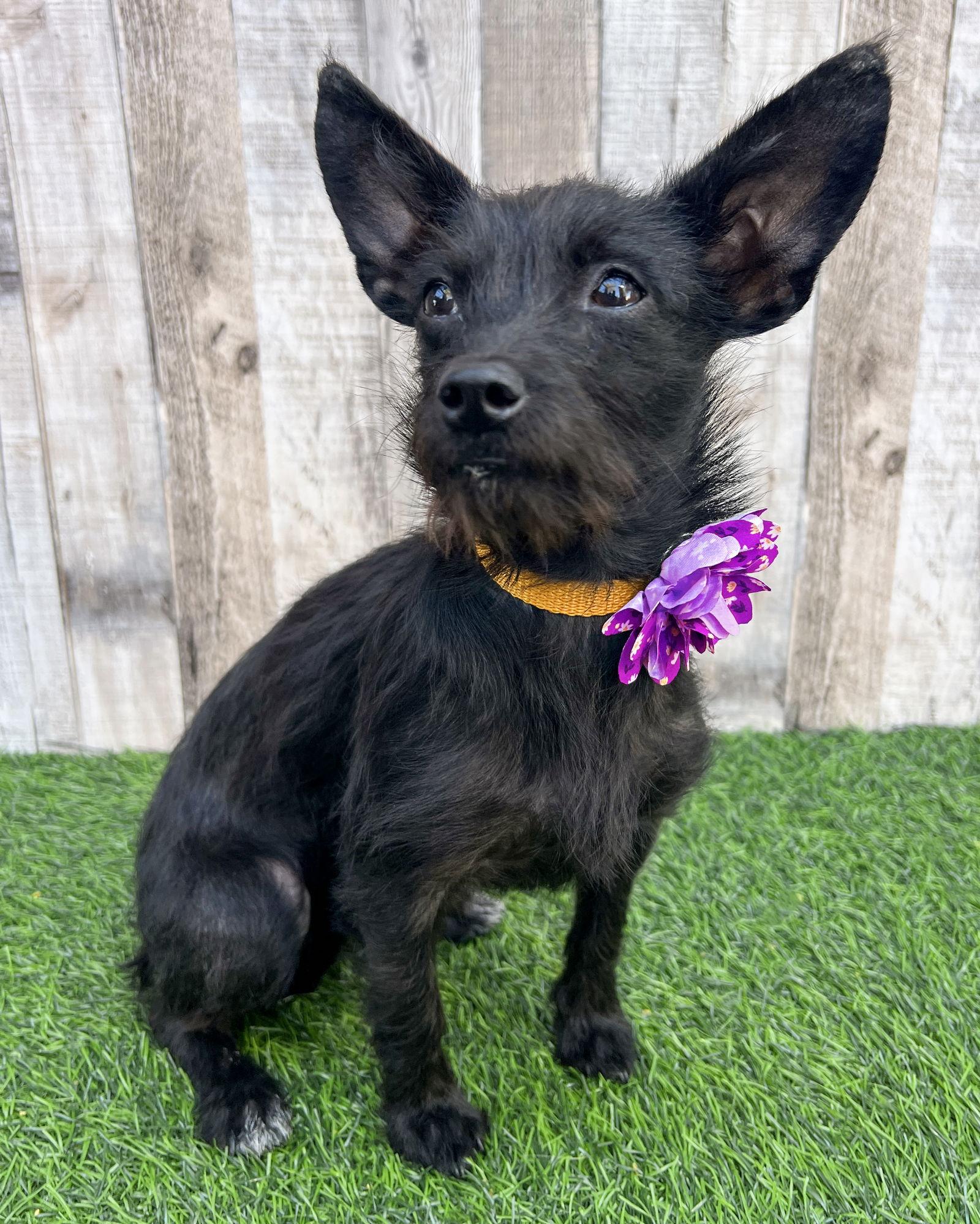 Enlarge Kayla, a Adoptable Terrier in Corona, CA image 3/3
