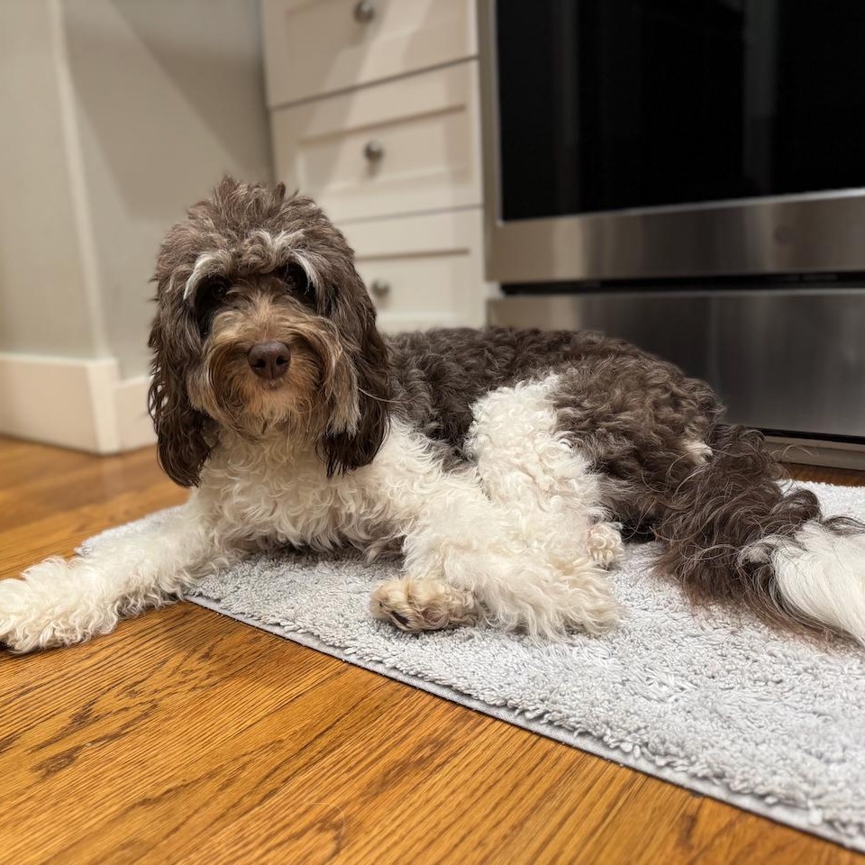 Enlarge ASTRID-WASHINGTON, an adoption pending Bernedoodle in SEATTLE, WA image 4/6