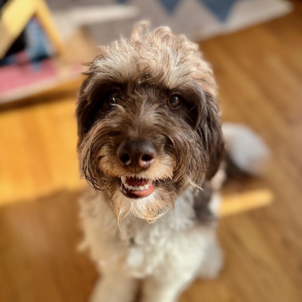 Enlarge ASTRID-WASHINGTON, an adoption pending Bernedoodle in SEATTLE, WA image 2/6
