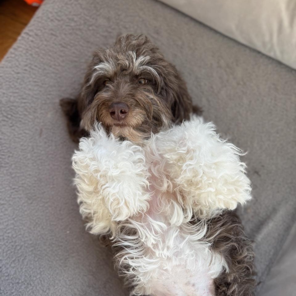 Enlarge ASTRID-WASHINGTON, an adoption pending Bernedoodle in SEATTLE, WA image 3/6