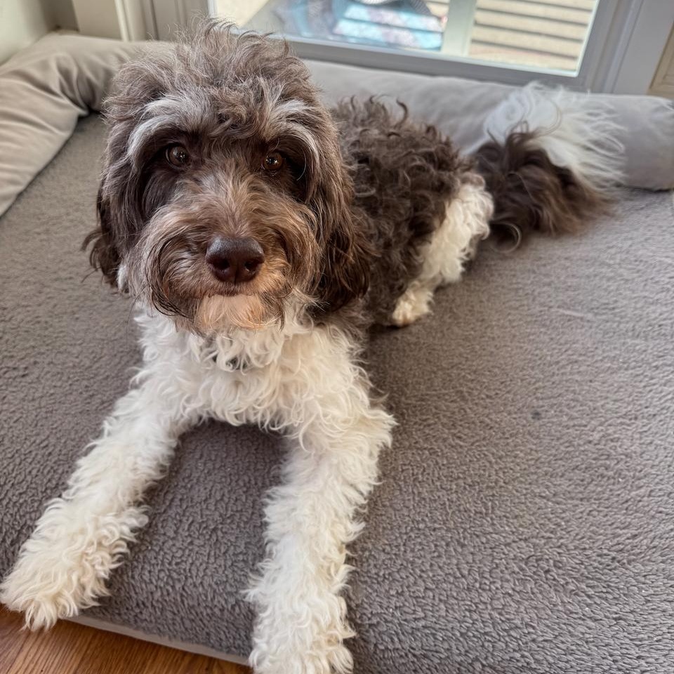 ASTRID-WASHINGTON, an adoptable Bernedoodle in SEATTLE, WA, 98199 | Photo Image 1
