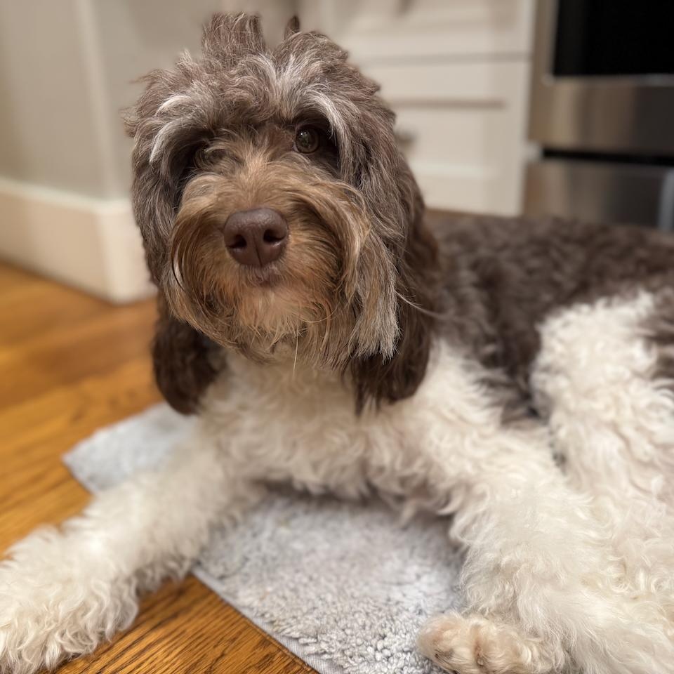 ASTRID-WASHINGTON, an adoptable Bernedoodle in SEATTLE, WA, 98199 | Photo Image 5