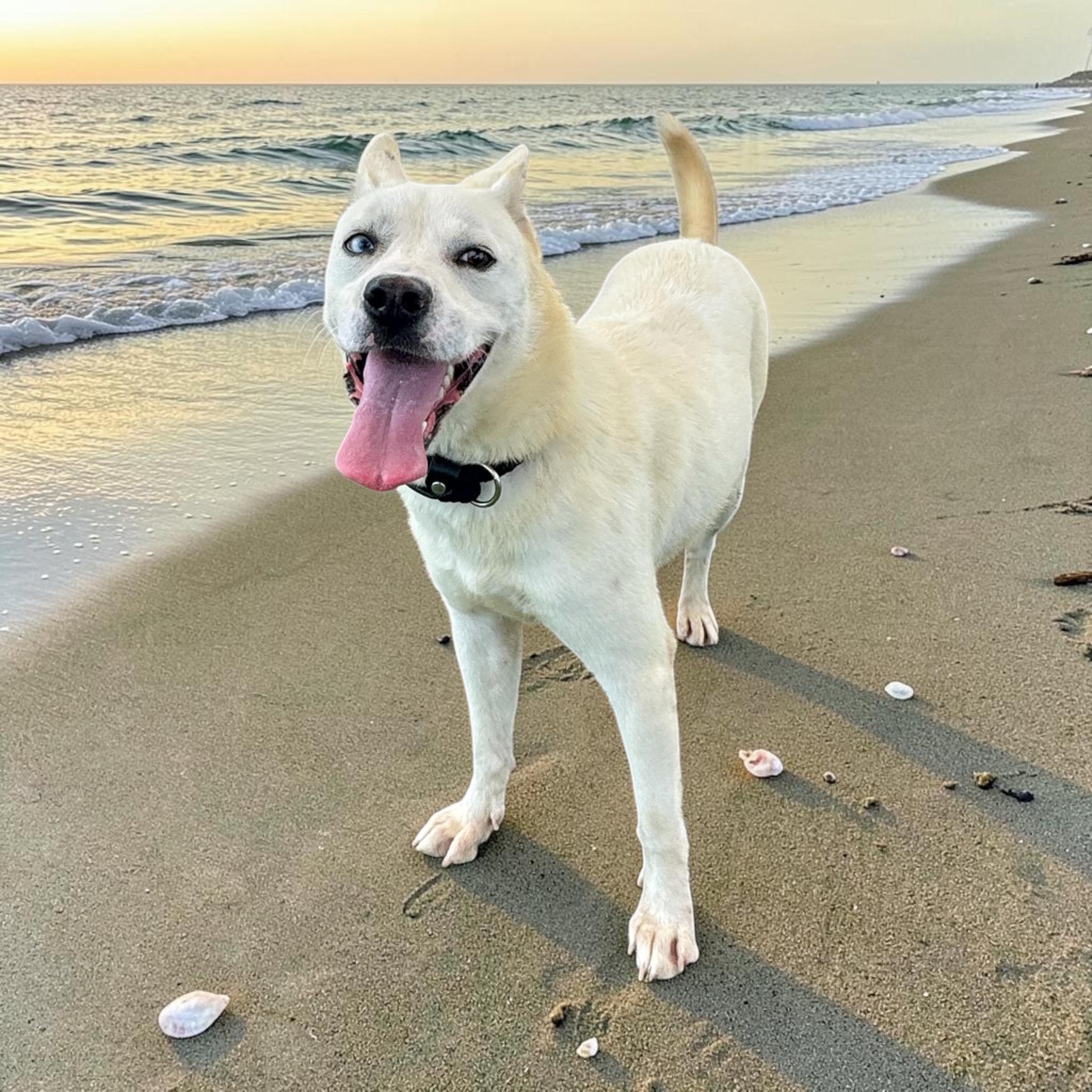 Avery, a Adoptable mixed breed in Des Monies , IA image 2/4