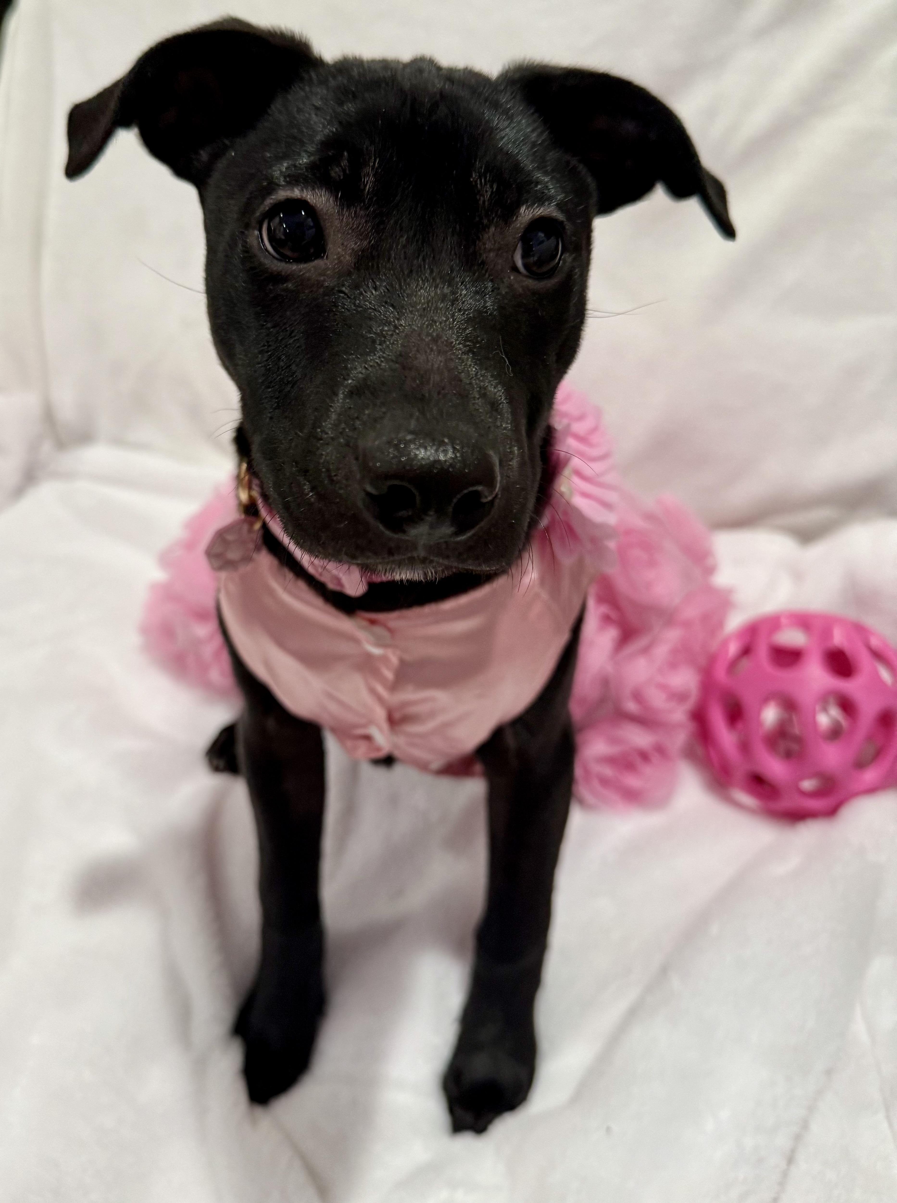 Aurora , Adoptable, Puppy Female Pit Bull Terrier.