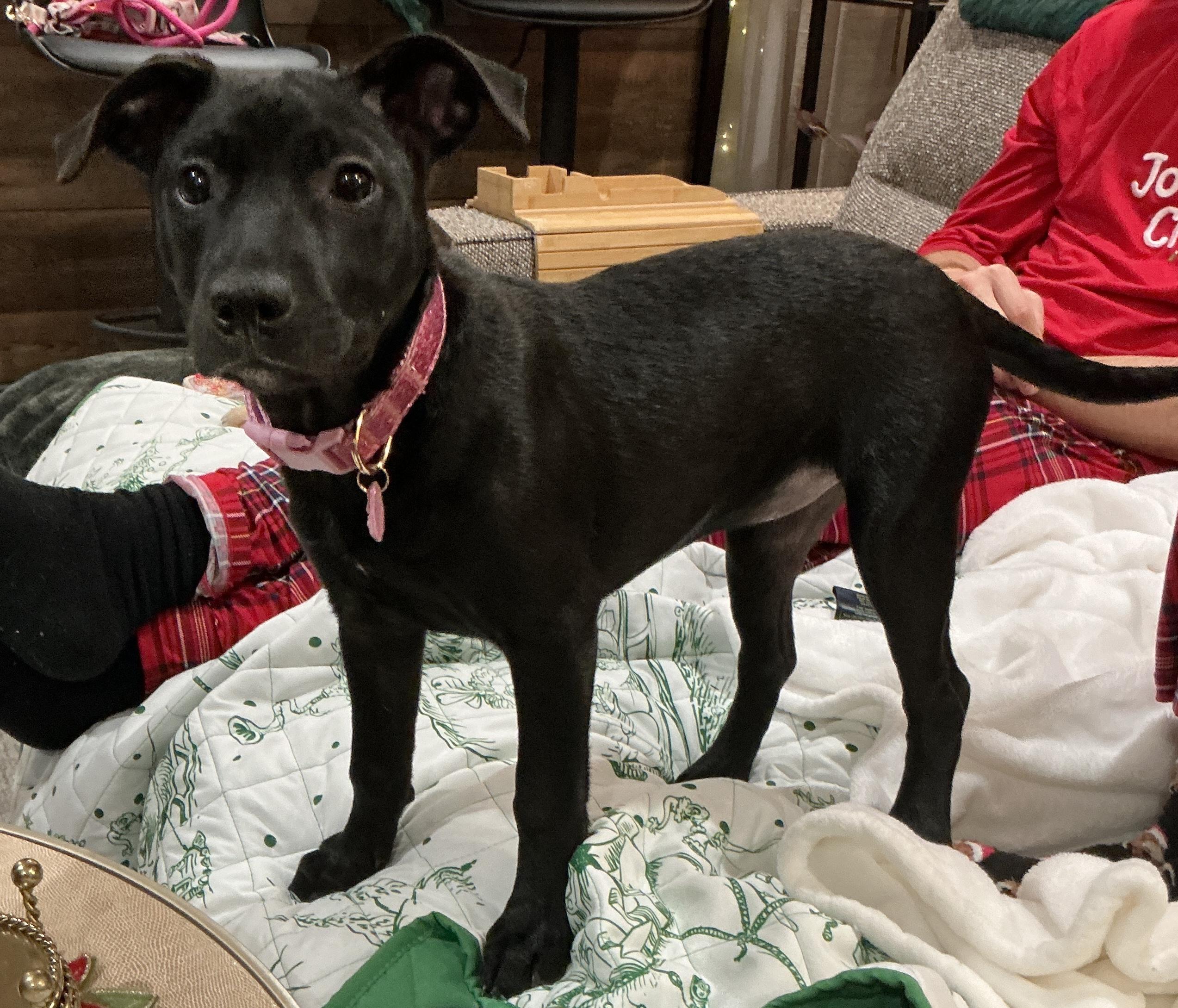 Enlarge Aurora , a Adoptable mixed breed in Boston, MA image 3/6