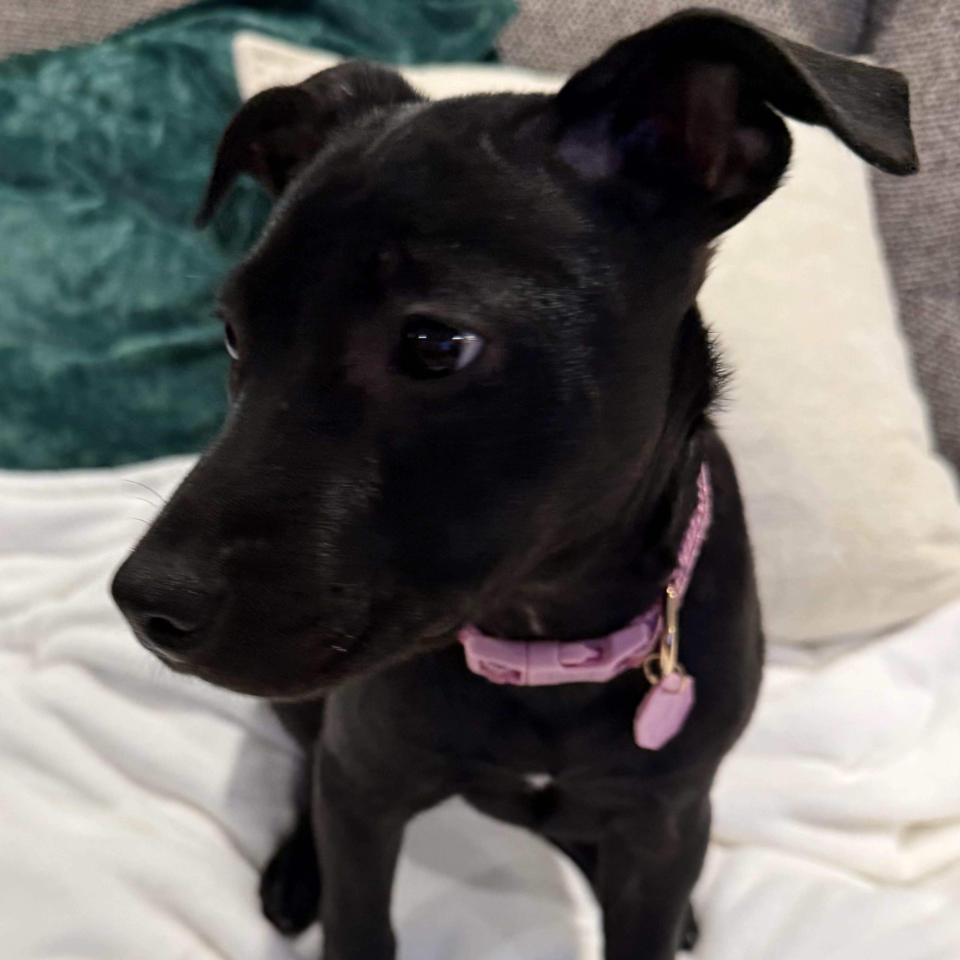 Enlarge Aurora , a Adoptable mixed breed in Boston, MA image 4/6