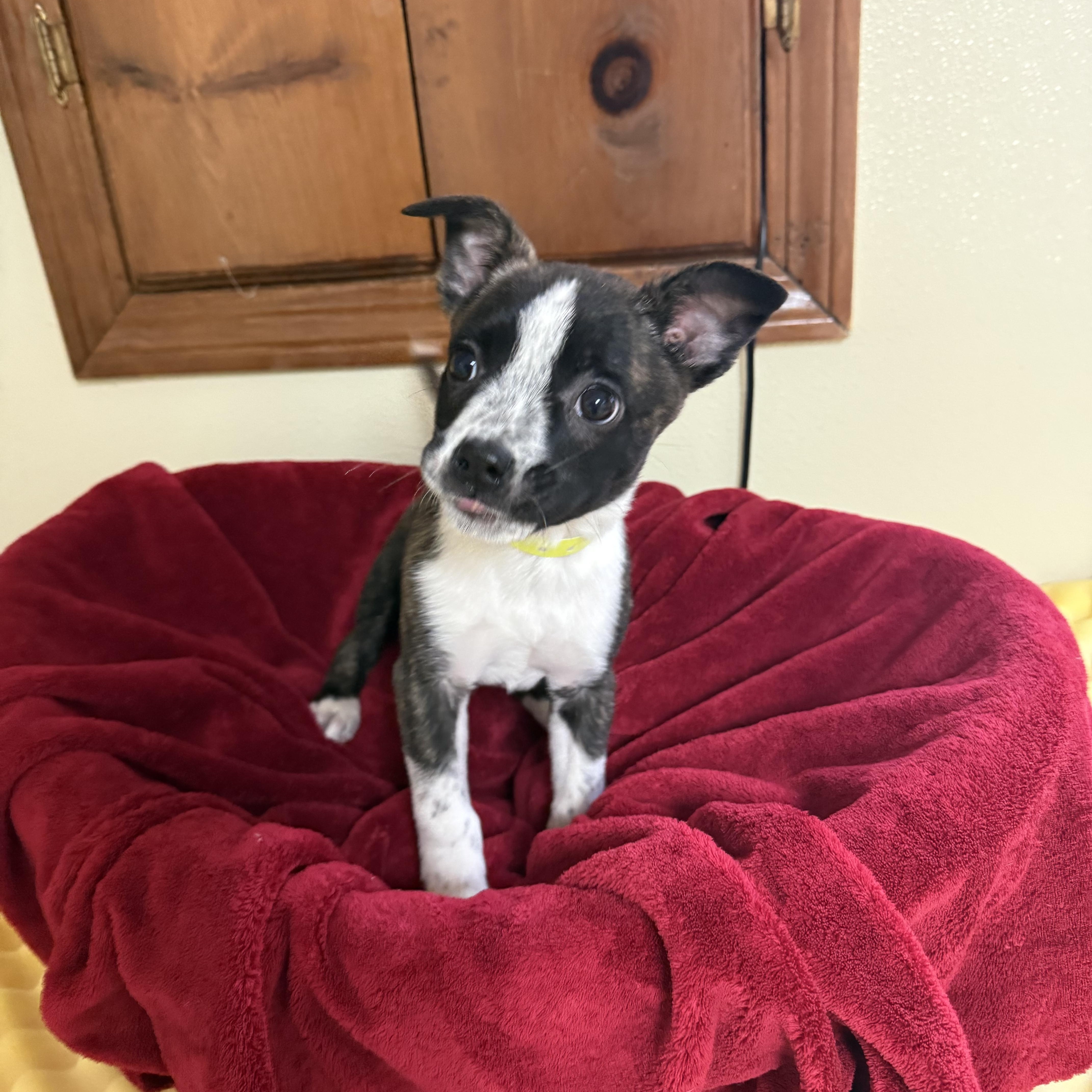 Shae , ADOPTABLE, Puppy Female Boston Terrier & Australian Cattle Dog / Blue Heeler.