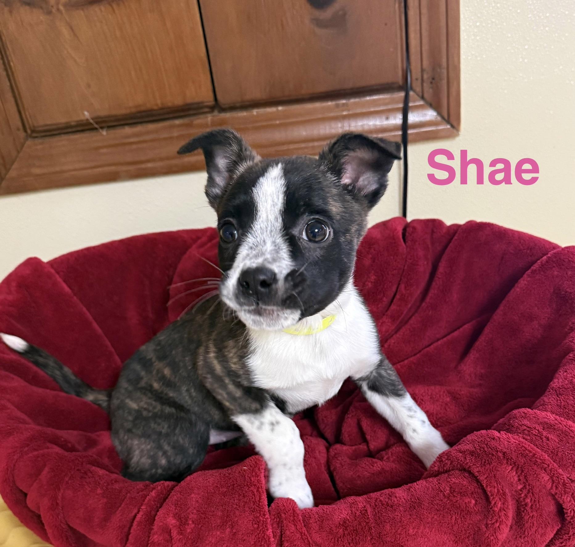 Enlarge Shae , a ADOPTABLE mixed breed in Douglas, MA image 4/4