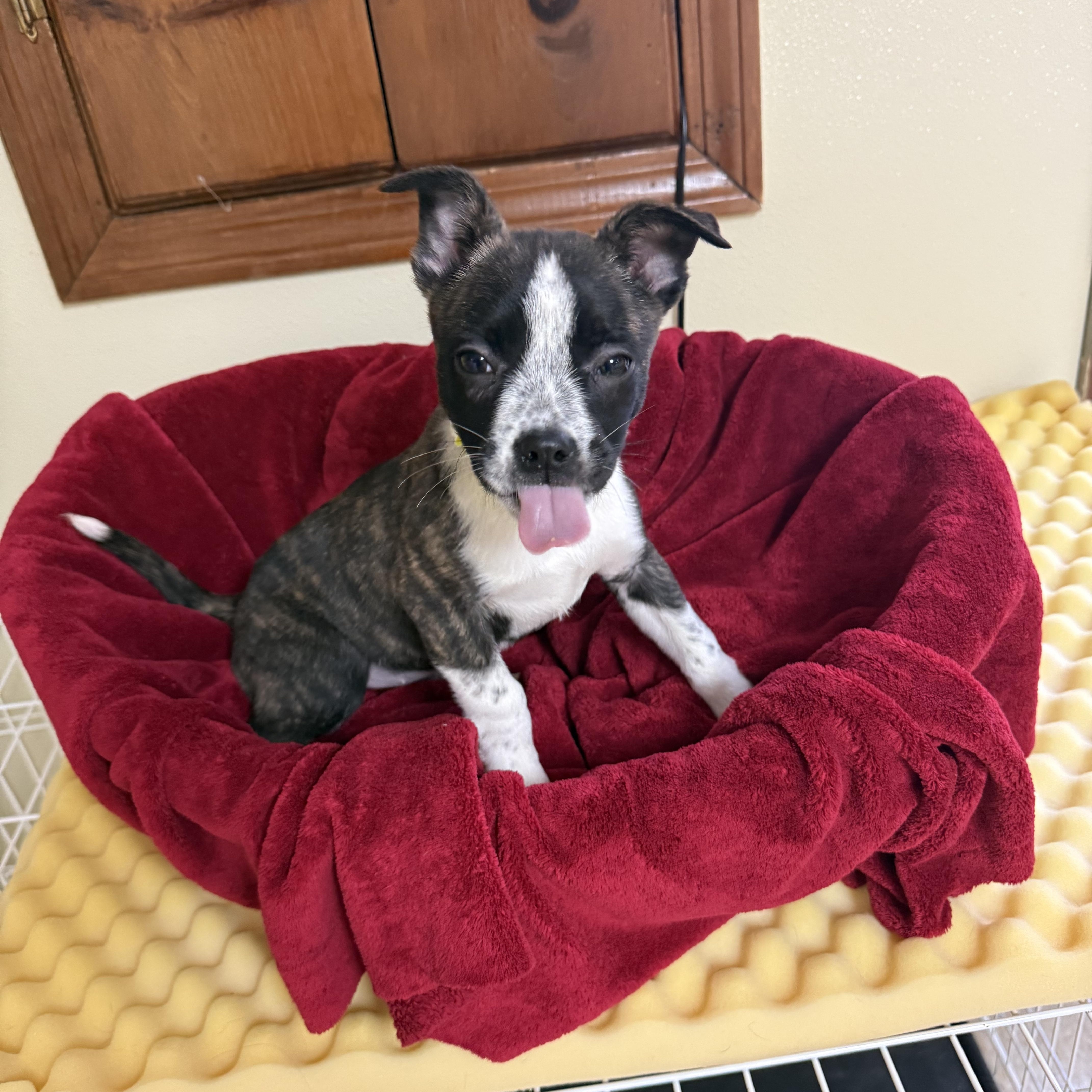 Enlarge Shae , a ADOPTABLE mixed breed in Douglas, MA image 2/4