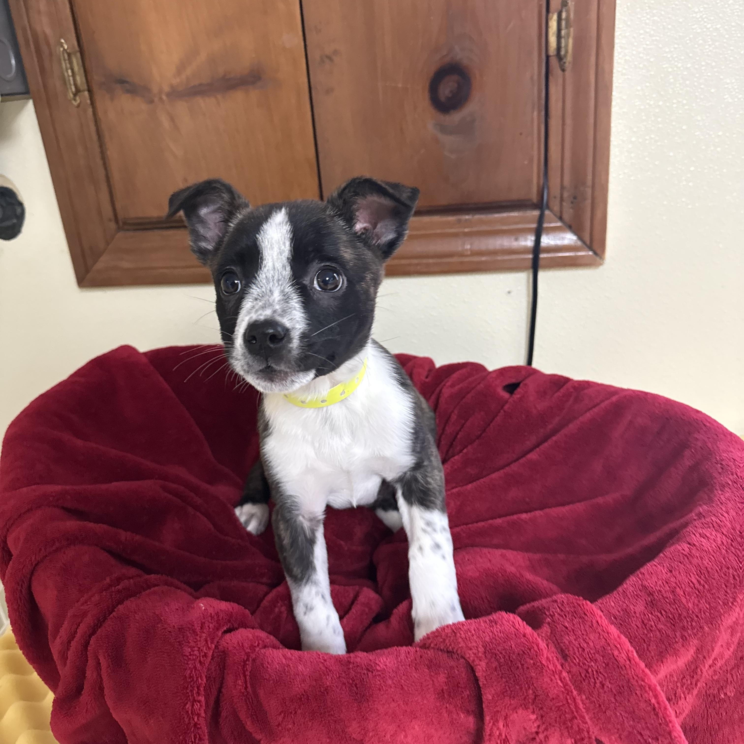 Enlarge Shae , a ADOPTABLE mixed breed in Douglas, MA image 3/4