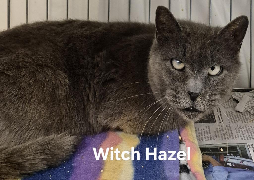 Enlarge Witch Hazel, a Adoptable mixed breed in Kendallville, IN image 1/1