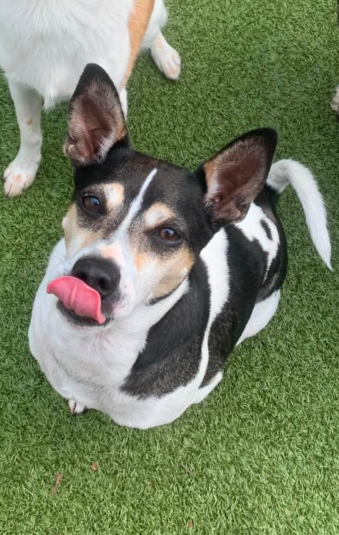 Enlarge Pistol Pete, a Adoption Pending mixed breed in Newark, OH image 3/5