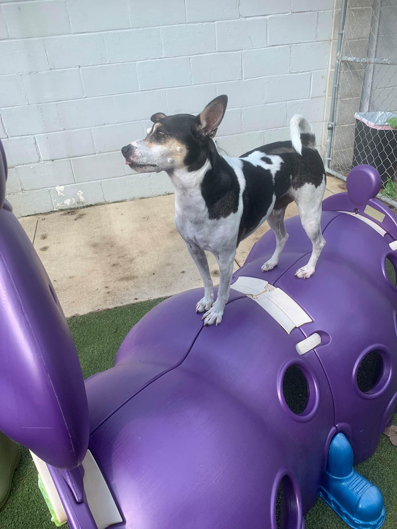 Enlarge Pistol Pete, a Adoption Pending mixed breed in Newark, OH image 5/5