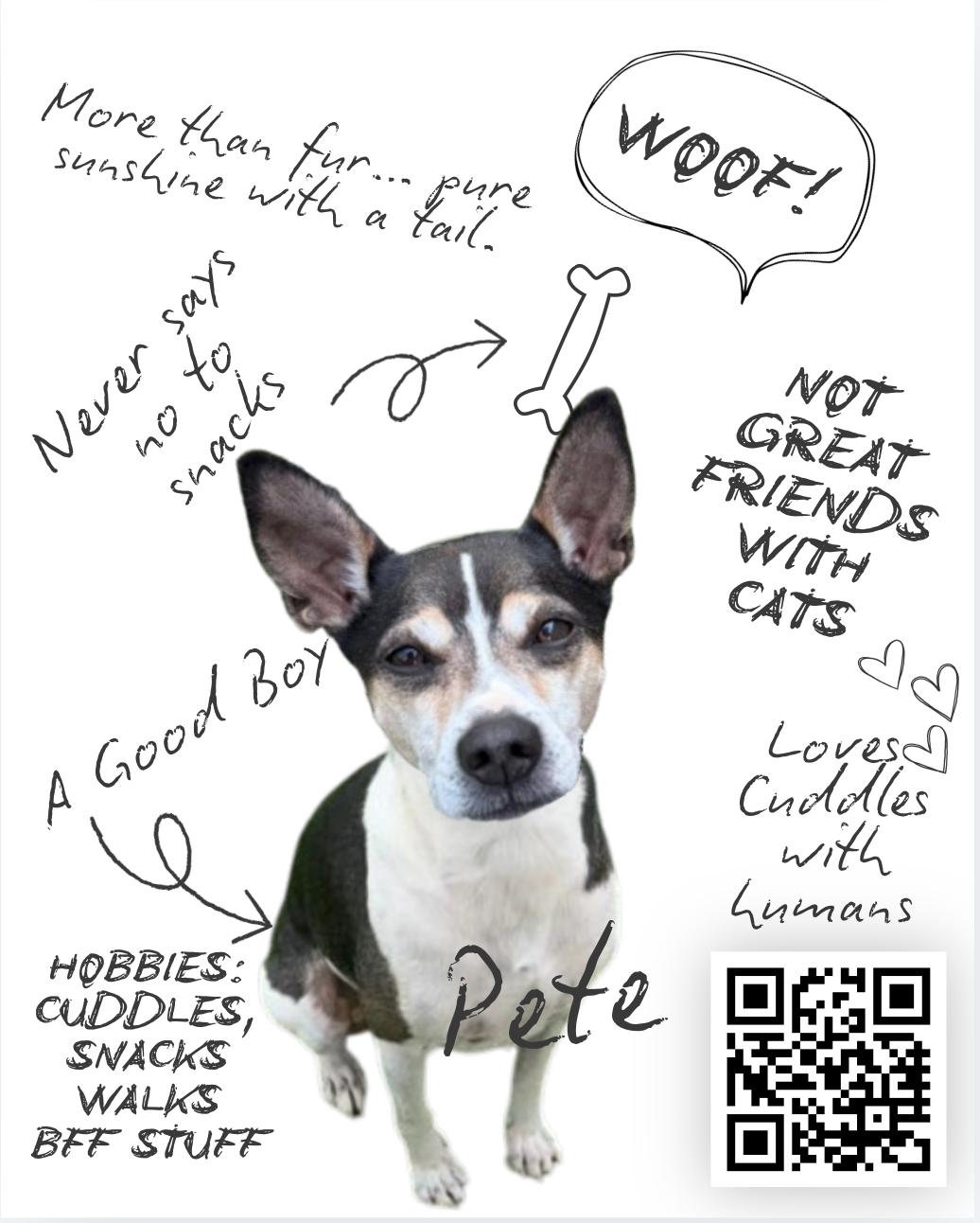 Enlarge Pistol Pete, a Adoption Pending mixed breed in Newark, OH image 2/5